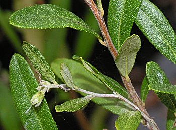 Leatherleaf (Chamaedaphne calyculata)