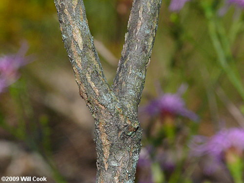 Woody Goldenrod (Chrysoma pauciflosculosa)