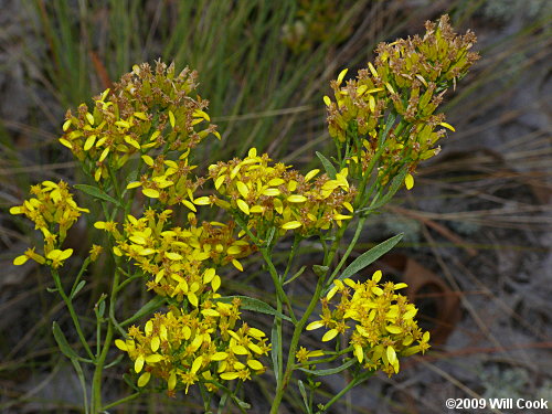 Woody Goldenrod (Chrysoma pauciflosculosa)