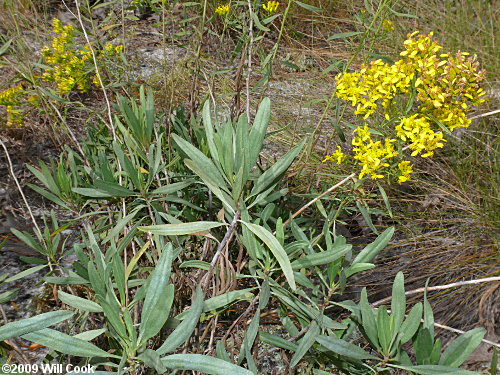 Woody Goldenrod (Chrysoma pauciflosculosa)