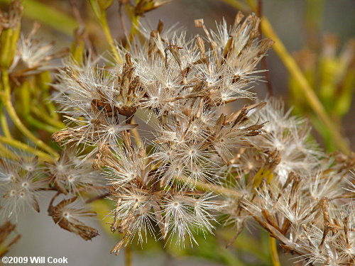 Woody Goldenrod (Chrysoma pauciflosculosa)