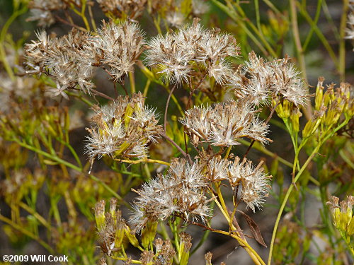 Woody Goldenrod (Chrysoma pauciflosculosa)