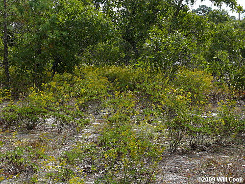 Woody Goldenrod (Chrysoma pauciflosculosa)