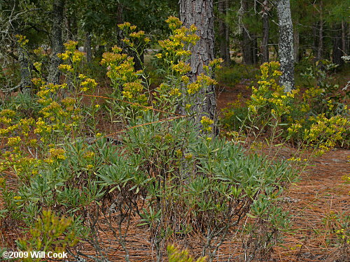 Woody Goldenrod (Chrysoma pauciflosculosa)