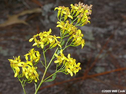 Woody Goldenrod (Chrysoma pauciflosculosa)