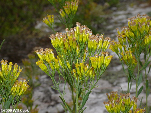 Woody Goldenrod (Chrysoma pauciflosculosa)