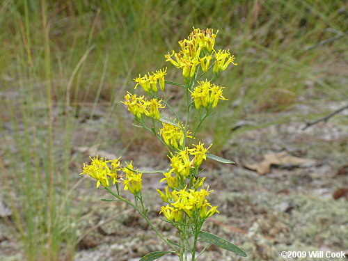 Woody Goldenrod (Chrysoma pauciflosculosa)