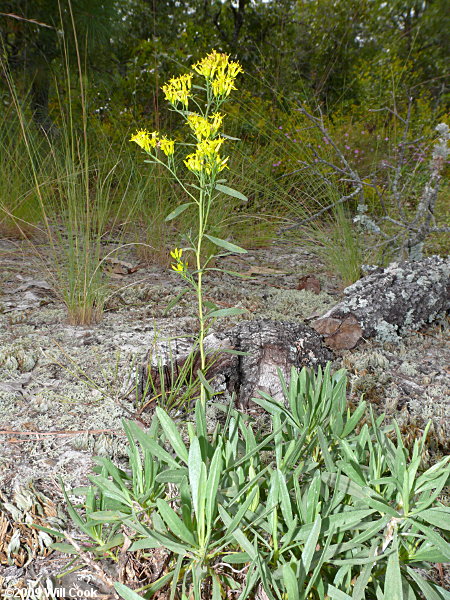 Woody Goldenrod (Chrysoma pauciflosculosa)