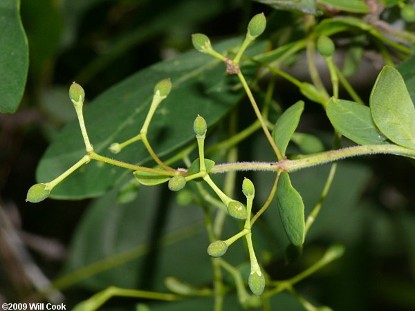 Fringetree (Chionanthus virginicus)