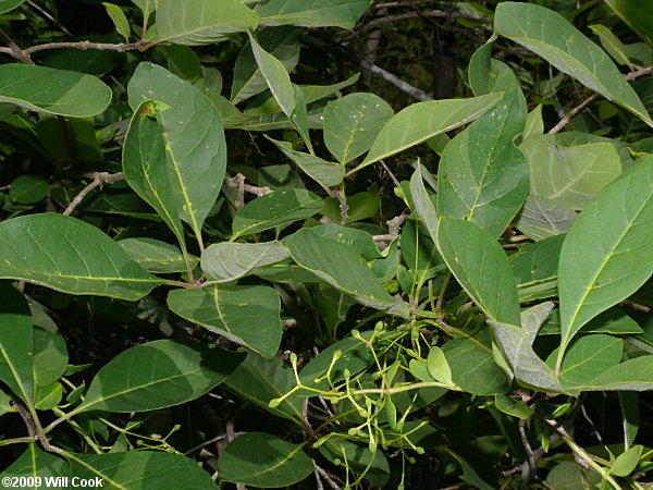 Fringetree (Chionanthus virginicus)