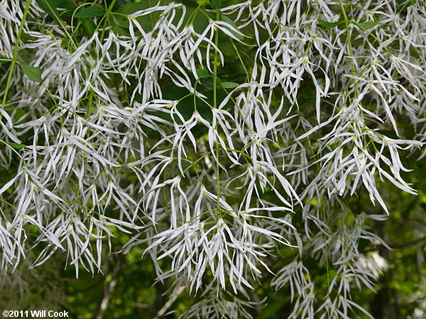 Fringetree (Chionanthus virginicus) flowers