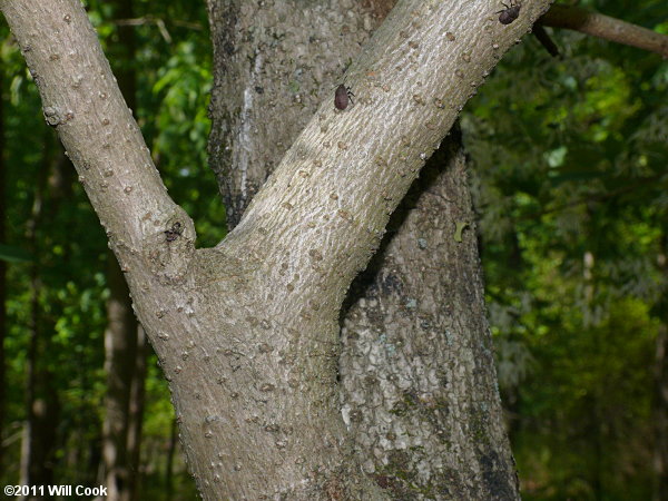 Fringetree (Chionanthus virginicus) bark
