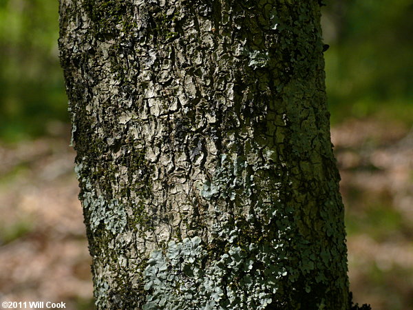Fringetree (Chionanthus virginicus) bark