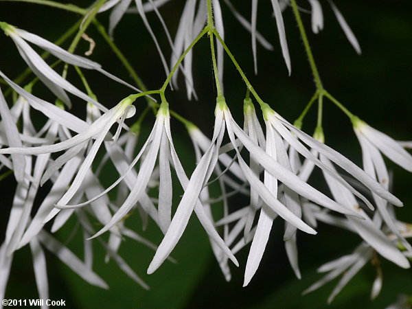 Fringetree (Chionanthus virginicus) flowers