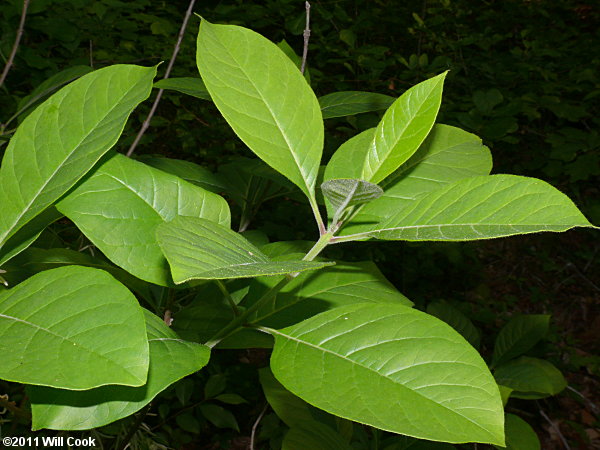 Fringetree (Chionanthus virginicus) leaves