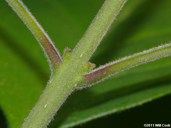 Fringetree (Chionanthus virginicus) stem