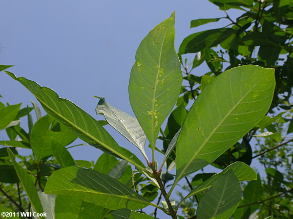 Fringetree (Chionanthus virginicus) leaves