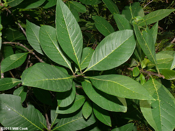 Fringetree (Chionanthus virginicus) leaves