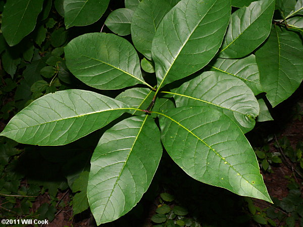 Fringetree (Chionanthus virginicus) leaves