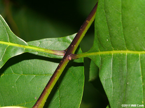 Fringetree (Chionanthus virginicus) leaves