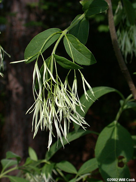 Fringetree (Chionanthus virginicus)