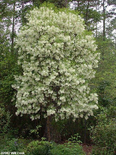 Fringetree (Chionanthus virginicus)