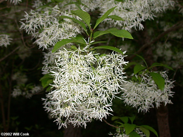 Fringetree (Chionanthus virginicus)