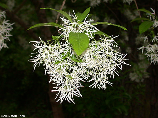 Fringetree (Chionanthus virginicus)