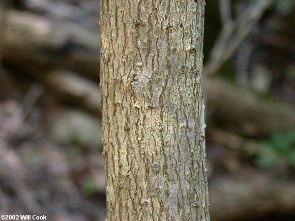 Fringetree (Chionanthus virginicus)