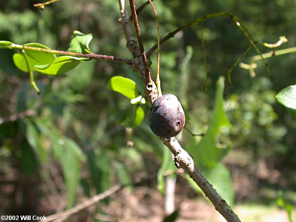 Fringetree (Chionanthus virginicus)