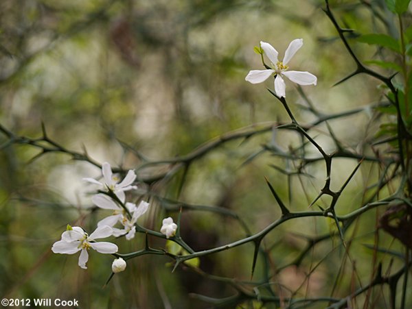 Trifoliate Orange (Citrus trifoliata) flowers