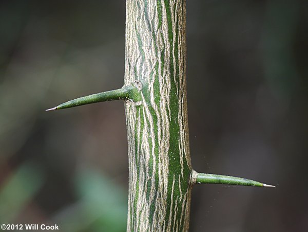 Trifoliate Orange (Citrus trifoliata) branch