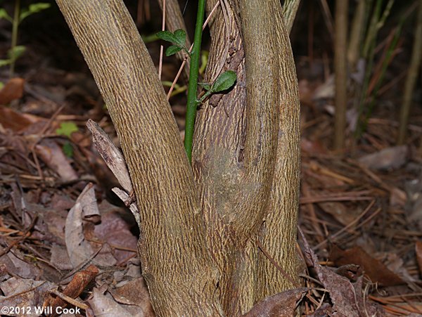 Trifoliate Orange (Citrus trifoliata)