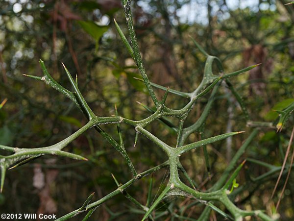 Trifoliate Orange (Citrus trifoliata) branch