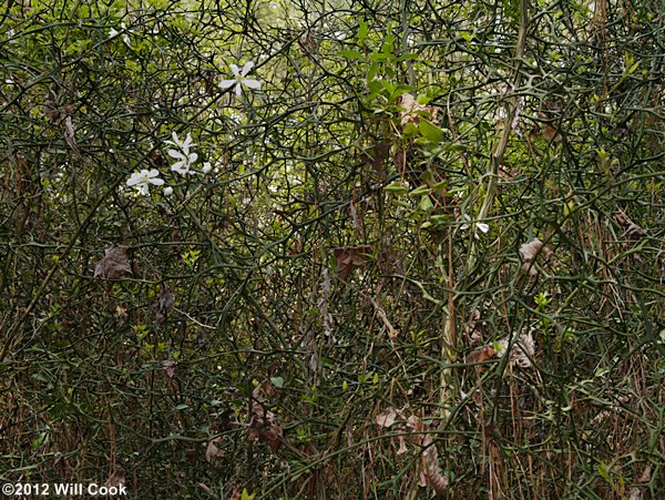 Trifoliate Orange (Citrus trifoliata) thicket