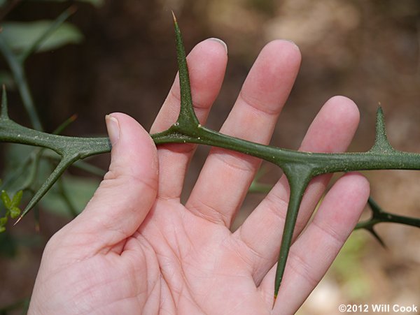 Trifoliate Orange (Citrus trifoliata) spines