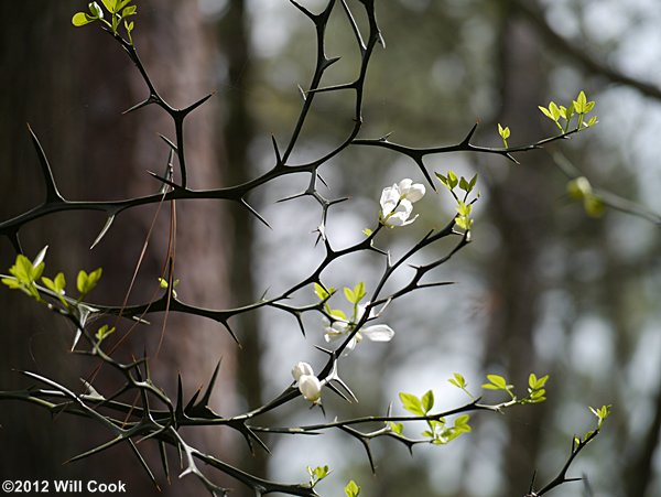 Trifoliate Orange (Citrus trifoliata) flowers