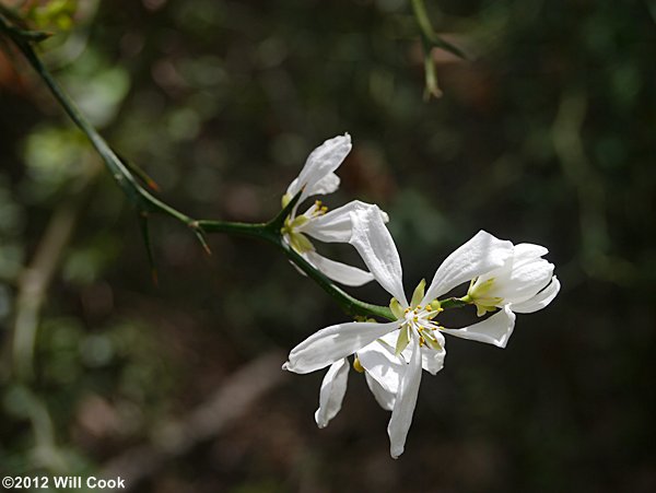 Trifoliate Orange (Citrus trifoliata) flowers