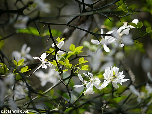 Trifoliate Orange (Citrus trifoliata) flowers