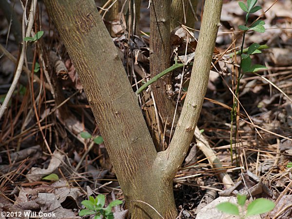 Trifoliate Orange (Citrus trifoliata)