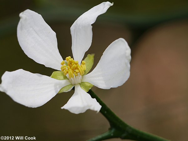 Trifoliate Orange (Citrus trifoliata) flower