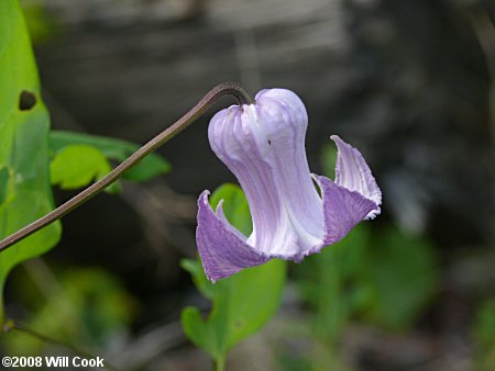 Swamp Leatherflower (Clematis crispa) flower