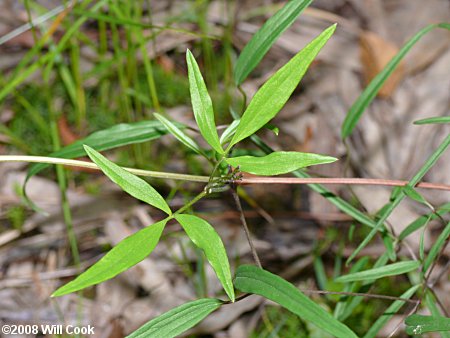 Swamp Leatherflower (Clematis crispa) leaf