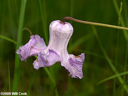 Swamp Leatherflower (Clematis crispa) flower