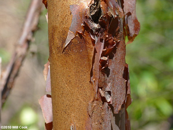 Mountain Sweet Pepperbush (Clethra acuminata) bark