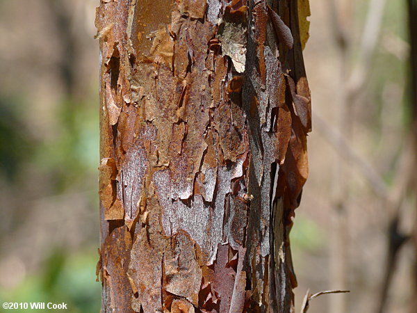 Mountain Sweet Pepperbush (Clethra acuminata) bark