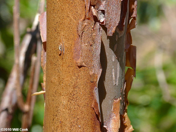 Mountain Sweet Pepperbush (Clethra acuminata) bark