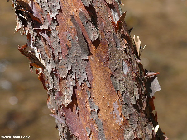 Mountain Sweet Pepperbush (Clethra acuminata) bark