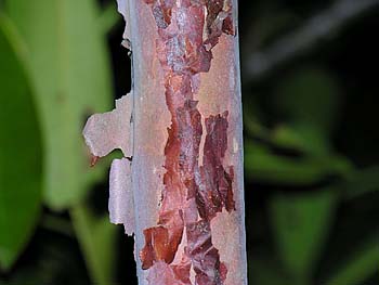 Mountain Sweet Pepperbush (Clethra acuminata) bark