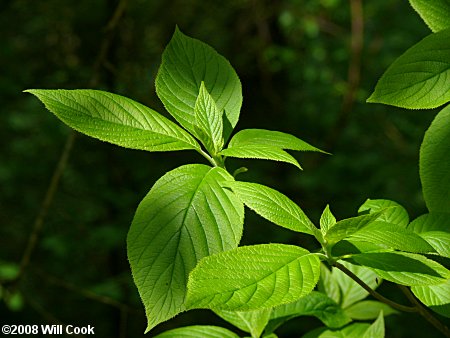 Mountain Sweet Pepperbush (Clethra acuminata)